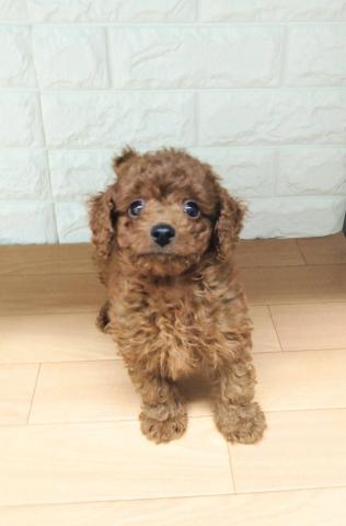 新潟県のトイプードル(トイ) (ペットアミ 小千谷店/2026年1月11日生まれ/男の子/レッド)の子犬の4枚目の画像