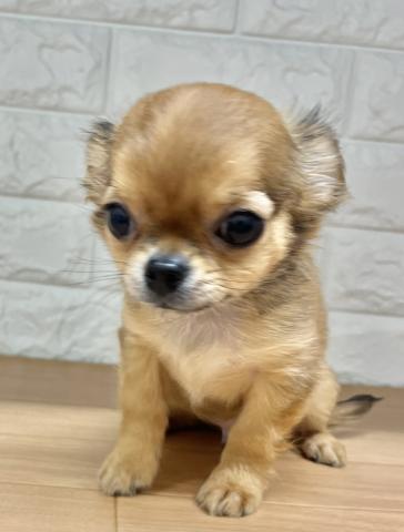 新潟県のチワワ(ロング) (ペットアミ 小千谷店/2025年11月14日生まれ/男の子/フォーン)の子犬の2枚目の画像