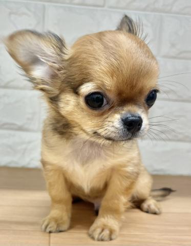 新潟県のチワワ(ロング) (ペットアミ 小千谷店/2025年11月14日生まれ/男の子/フォーン)の子犬の3枚目の画像