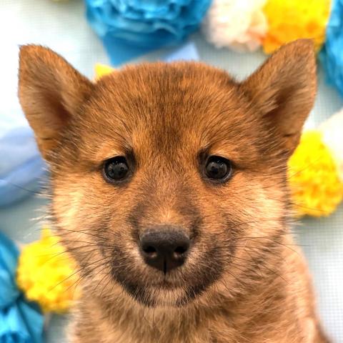 秋田県の柴犬(標準サイズ) (ペットアミ 秋田卸町店/2026年1月9日生まれ/女の子/赤)の子犬