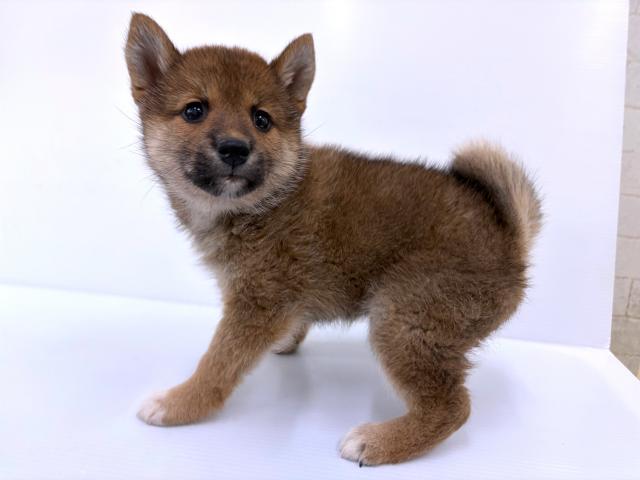 秋田県の柴犬(標準サイズ) (ペットアミ 秋田卸町店/2026年1月9日生まれ/女の子/赤)の子犬の2枚目の画像