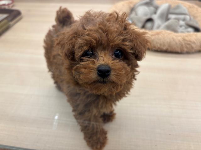 2026年1月25日生まれのトイプードル(トイ)