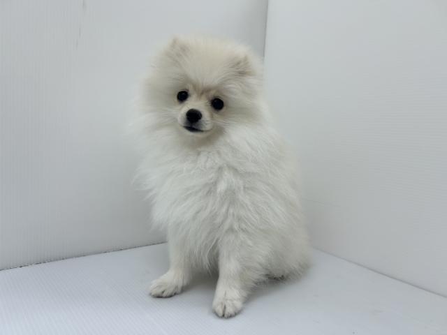 千葉県のポメラニアン (ペットアミ 館山店/2025年12月6日生まれ/女の子/クリーム)の子犬の1枚目の画像