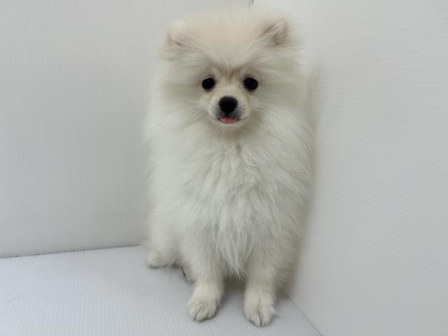 千葉県のポメラニアン (ペットアミ 館山店/2025年12月6日生まれ/女の子/クリーム)の子犬の2枚目の画像