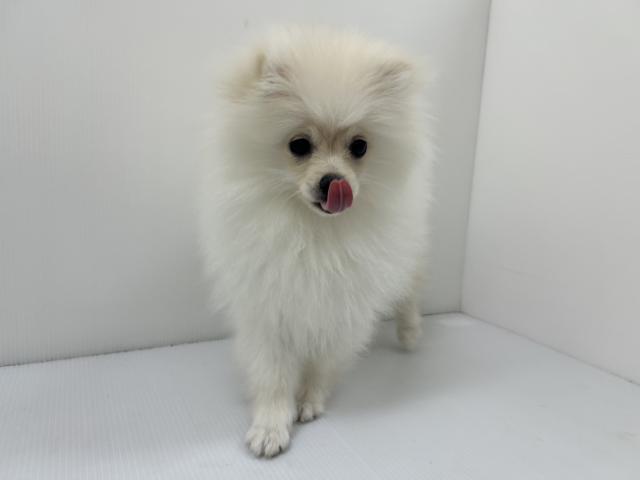 千葉県のポメラニアン (ペットアミ 館山店/2025年12月6日生まれ/女の子/クリーム)の子犬の3枚目の画像