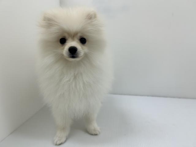千葉県のポメラニアン (ペットアミ 館山店/2025年12月6日生まれ/女の子/クリーム)の子犬の4枚目の画像