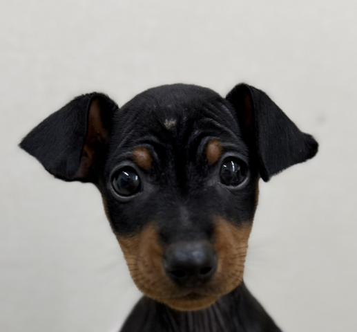 ミニチュアピンシャー