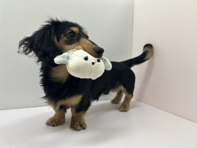 千葉県のミニチュアダックスフンド(ロング) (ペットアミ 館山店/2025年10月3日生まれ/男の子/ブラックイエロー)の子犬の2枚目の画像