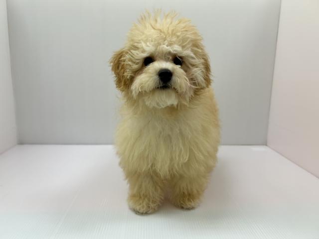 千葉県のハーフ犬・ミックス犬 (ペットアミ 館山店/2025年10月31日生まれ/女の子/クリーム)の子犬の1枚目の画像