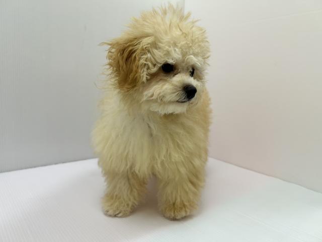 千葉県のハーフ犬・ミックス犬 (ペットアミ 館山店/2025年10月31日生まれ/女の子/クリーム)の子犬の2枚目の画像