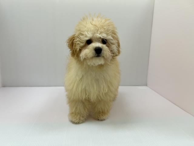 千葉県のハーフ犬・ミックス犬 (ペットアミ 館山店/2025年10月31日生まれ/女の子/クリーム)の子犬の3枚目の画像