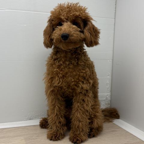 石川県のトイプードル(トイ) (ペットアミ 津幡店/2025年10月6日生まれ/男の子/レッド)の子犬の1枚目の画像