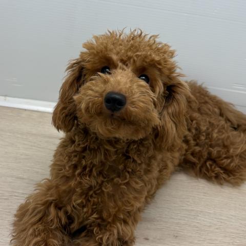 石川県のトイプードル(トイ) (ペットアミ 津幡店/2025年10月6日生まれ/男の子/レッド)の子犬の3枚目の画像