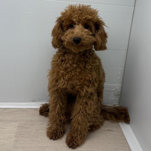 石川県のトイプードル(トイ) (ペットアミ 津幡店/2025年10月6日生まれ/男の子/レッド)の子犬の4枚目の画像