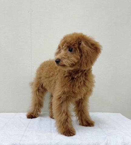 富山県のトイプードル(トイ) (ペットアミ宮野店/2025年10月24日生まれ/男の子/レッド)の子犬の4枚目の画像