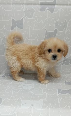 富山県のペキプー(ペキニーズ×プードル) (ペットアミ宮野店/2026年1月23日生まれ/女の子/その他色)の子犬の4枚目の画像