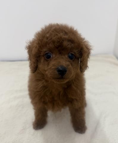 三重県のトイプードル(トイ) (ペットアミ 松阪店/2026年1月11日生まれ/男の子/レッド)の子犬の1枚目の画像
