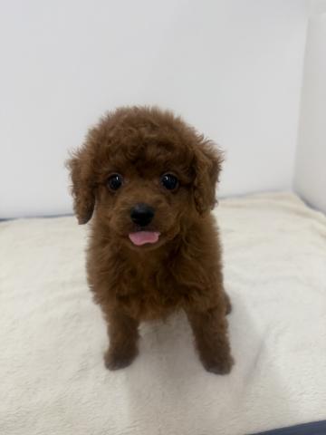 三重県のトイプードル(トイ) (ペットアミ 松阪店/2026年1月11日生まれ/男の子/レッド)の子犬の2枚目の画像