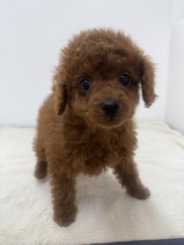三重県のトイプードル(トイ) (ペットアミ 松阪店/2026年1月11日生まれ/男の子/レッド)の子犬の3枚目の画像