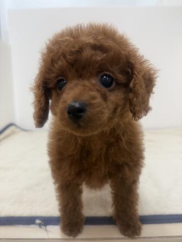 三重県のトイプードル(トイ) (ペットアミ 松阪店/2026年1月11日生まれ/男の子/レッド)の子犬の4枚目の画像
