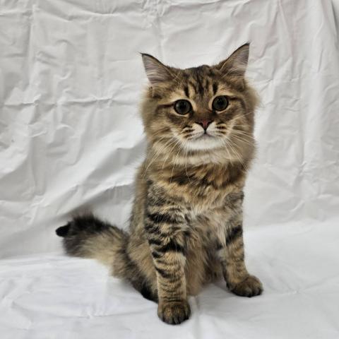 大阪府のMIX（雑種） (NICO PET Select 和泉中央店/2025年7月25日生まれ/男の子/ブラウンタビー)の子猫