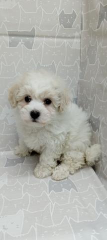 富山県のビションフリーゼ (ペットアミ宮野店/2026年1月24日生まれ/女の子/ホワイト)の子犬の1枚目の画像