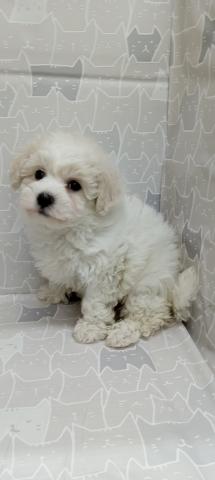 富山県のビションフリーゼ (ペットアミ宮野店/2026年1月24日生まれ/女の子/ホワイト)の子犬の2枚目の画像