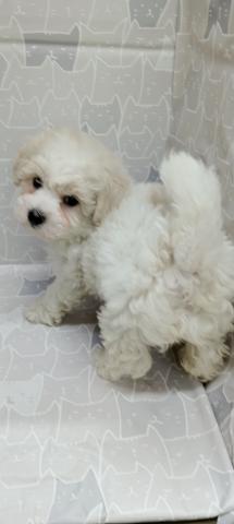 富山県のビションフリーゼ (ペットアミ宮野店/2026年1月24日生まれ/女の子/ホワイト)の子犬の3枚目の画像