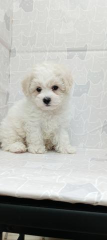 富山県のビションフリーゼ (ペットアミ宮野店/2026年1月24日生まれ/女の子/ホワイト)の子犬の4枚目の画像