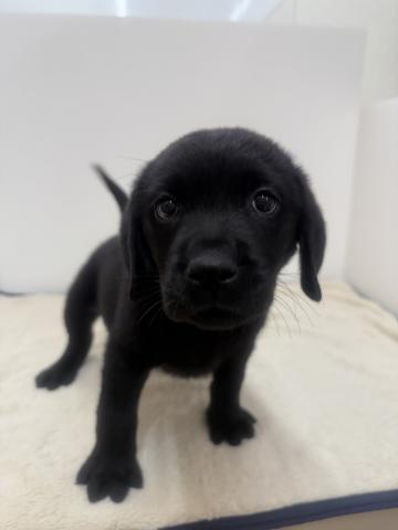 三重県のラブラドールレトリーバー (ペットアミ 松阪店/2026年1月2日生まれ/男の子/ブラック)の子犬の3枚目の画像