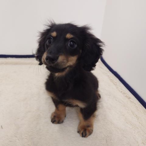 三重県のミニチュアダックスフンド(ロング) (ペットアミ 松阪店/2025年12月21日生まれ/男の子/ブラックタン)の子犬の1枚目の画像