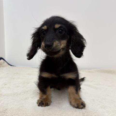 三重県のミニチュアダックスフンド(ロング) (ペットアミ 松阪店/2025年12月21日生まれ/男の子/ブラックタン)の子犬の2枚目の画像