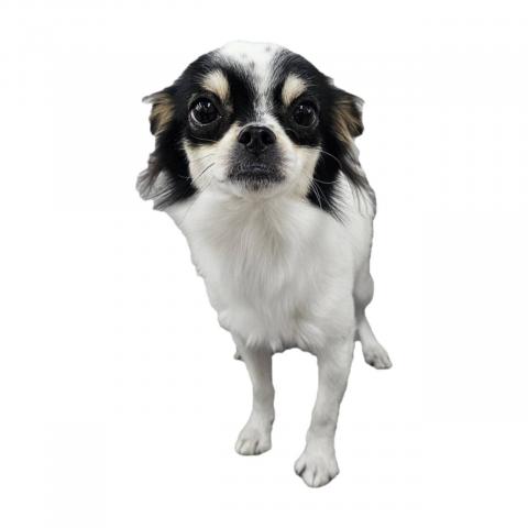 大阪府のチワワ(ロング) (NICO PET Select 和泉中央店/2025年3月12日生まれ/男の子/パーティーカラー)の子犬の1枚目の画像