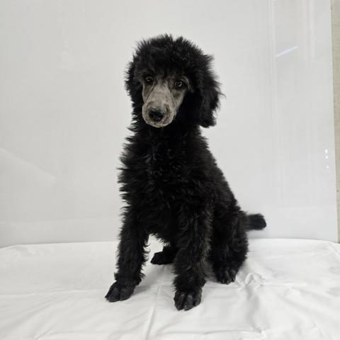 大阪府のスタンダードプードル (NICO PET Select 和泉中央店/2026年1月8日生まれ/男の子/シルバー)の子犬の1枚目の画像