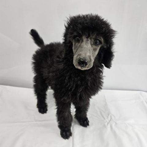 大阪府のスタンダードプードル (NICO PET Select 和泉中央店/2026年1月8日生まれ/男の子/シルバー)の子犬の2枚目の画像