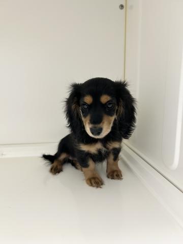 奈良県のミニチュアダックスフンド(ロング) (ペットアミ 田原本店/2025年11月1日生まれ/女の子/ブラックタン)の子犬の1枚目の画像