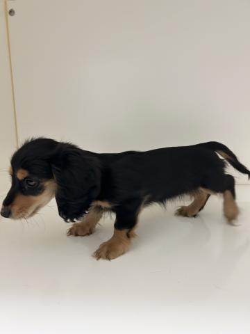 奈良県のミニチュアダックスフンド(ロング) (ペットアミ 田原本店/2025年11月1日生まれ/女の子/ブラックタン)の子犬の3枚目の画像