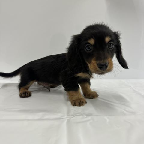 ミニチュアダックスフンド