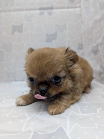 チワワ（ロングコート）