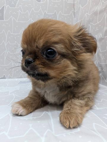 チワワ（ロングコート）