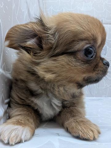 チワワ（ロングコート）