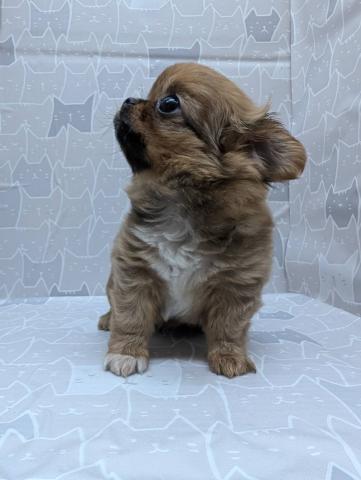 チワワ（ロングコート）