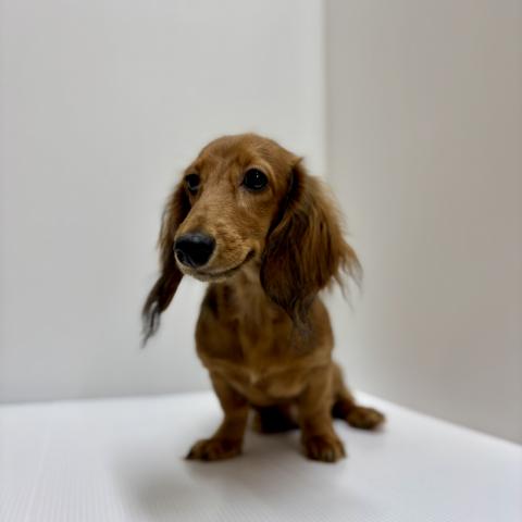 新潟県のミニチュアダックスフンド(ロング) (ペットアミ 加茂店/2025年9月27日生まれ/男の子/レッド)の子犬の2枚目の画像