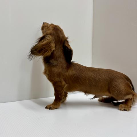 新潟県のミニチュアダックスフンド(ロング) (ペットアミ 加茂店/2025年9月27日生まれ/男の子/レッド)の子犬の3枚目の画像