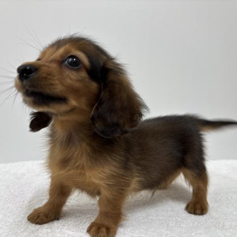 新潟県のミニチュアダックスフンド(ロング) (ペットアミ 加茂店/2025年9月27日生まれ/男の子/レッド)の子犬の4枚目の画像