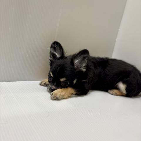 新潟県のチワワ(ロング) (ペットアミ 加茂店/2025年10月4日生まれ/男の子/ブラックホワイトタン)の子犬の2枚目の画像