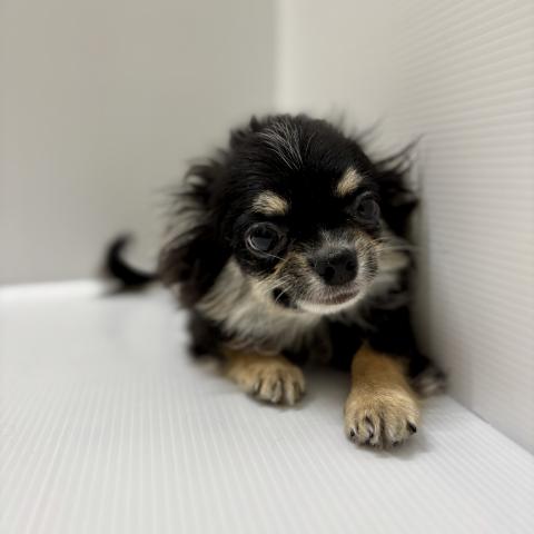 新潟県のチワワ(ロング) (ペットアミ 加茂店/2025年10月4日生まれ/男の子/ブラックホワイトタン)の子犬の3枚目の画像