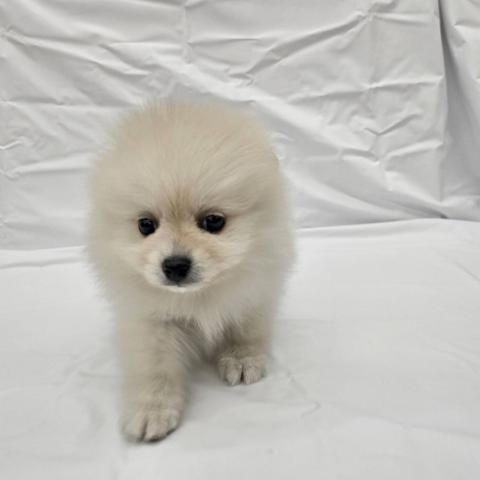 大阪府のポメラニアン (NICO PET Select 和泉中央店/2025年12月6日生まれ/男の子/クリーム)の子犬の2枚目の画像