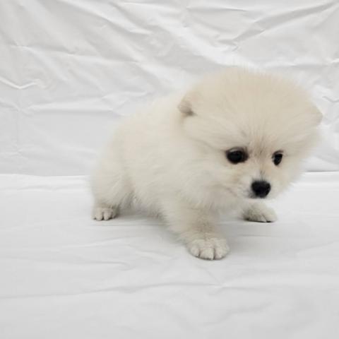 大阪府のポメラニアン (NICO PET Select 和泉中央店/2025年12月6日生まれ/男の子/クリーム)の子犬の3枚目の画像