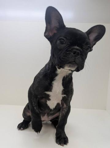 フレンチブルドッグ